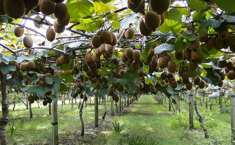 Kiwi